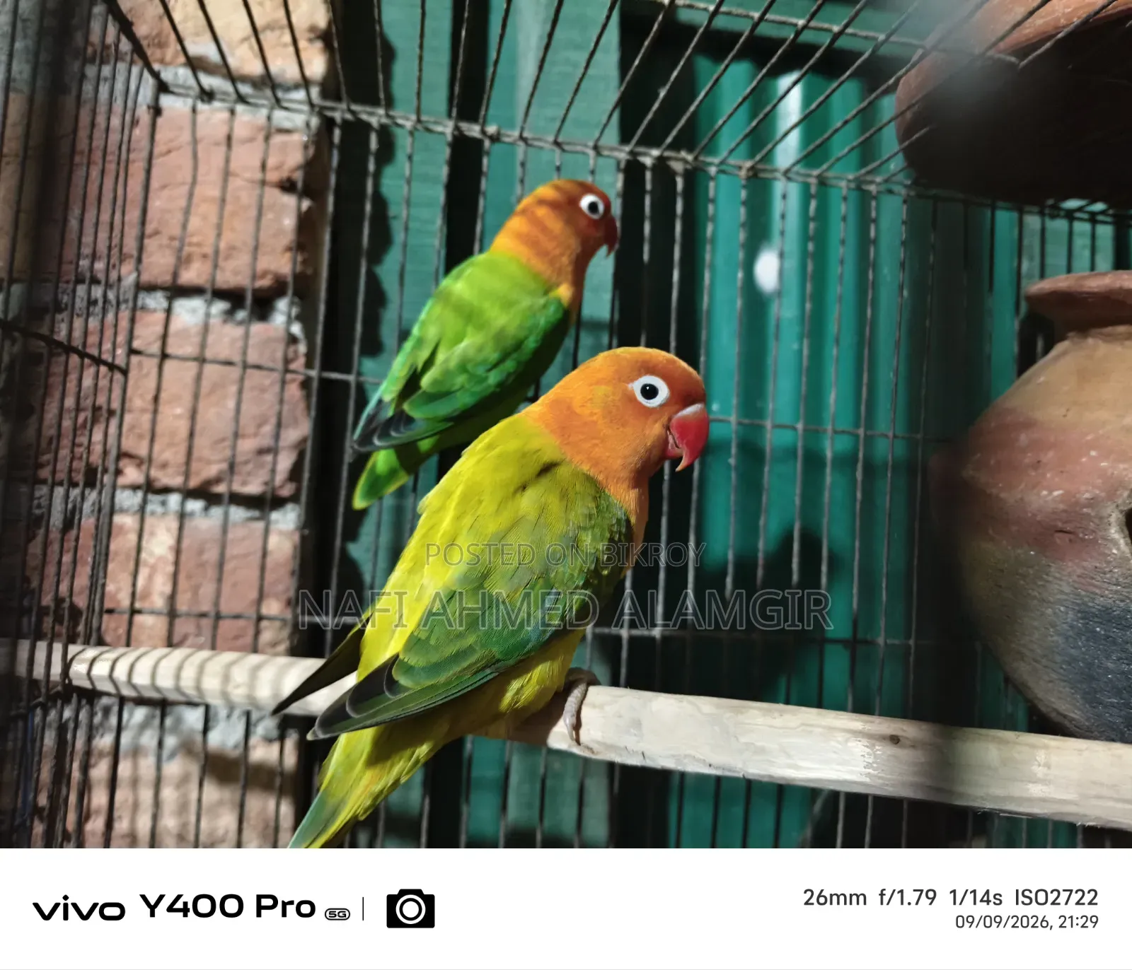 Active Lovebirds