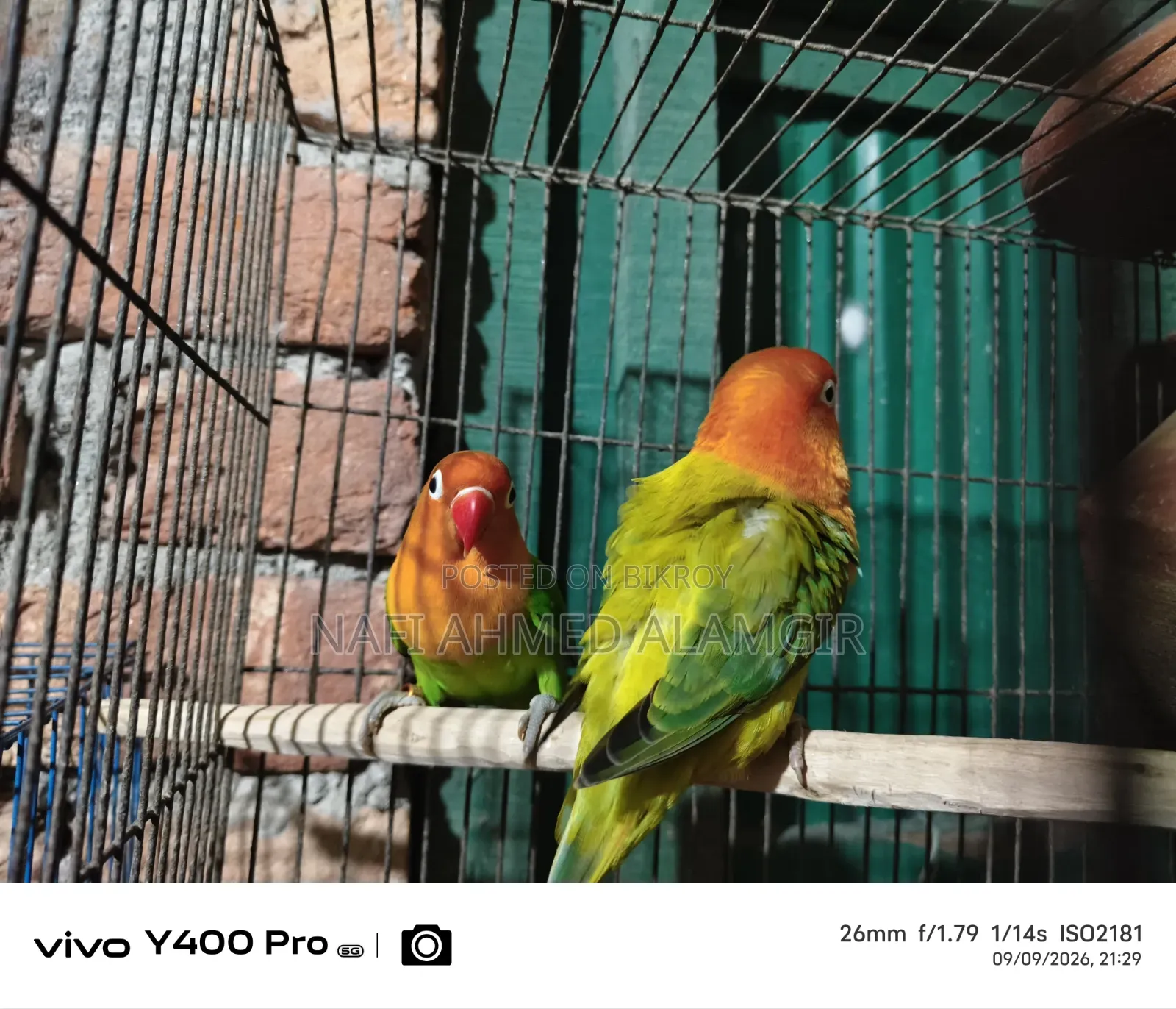 Active Lovebirds