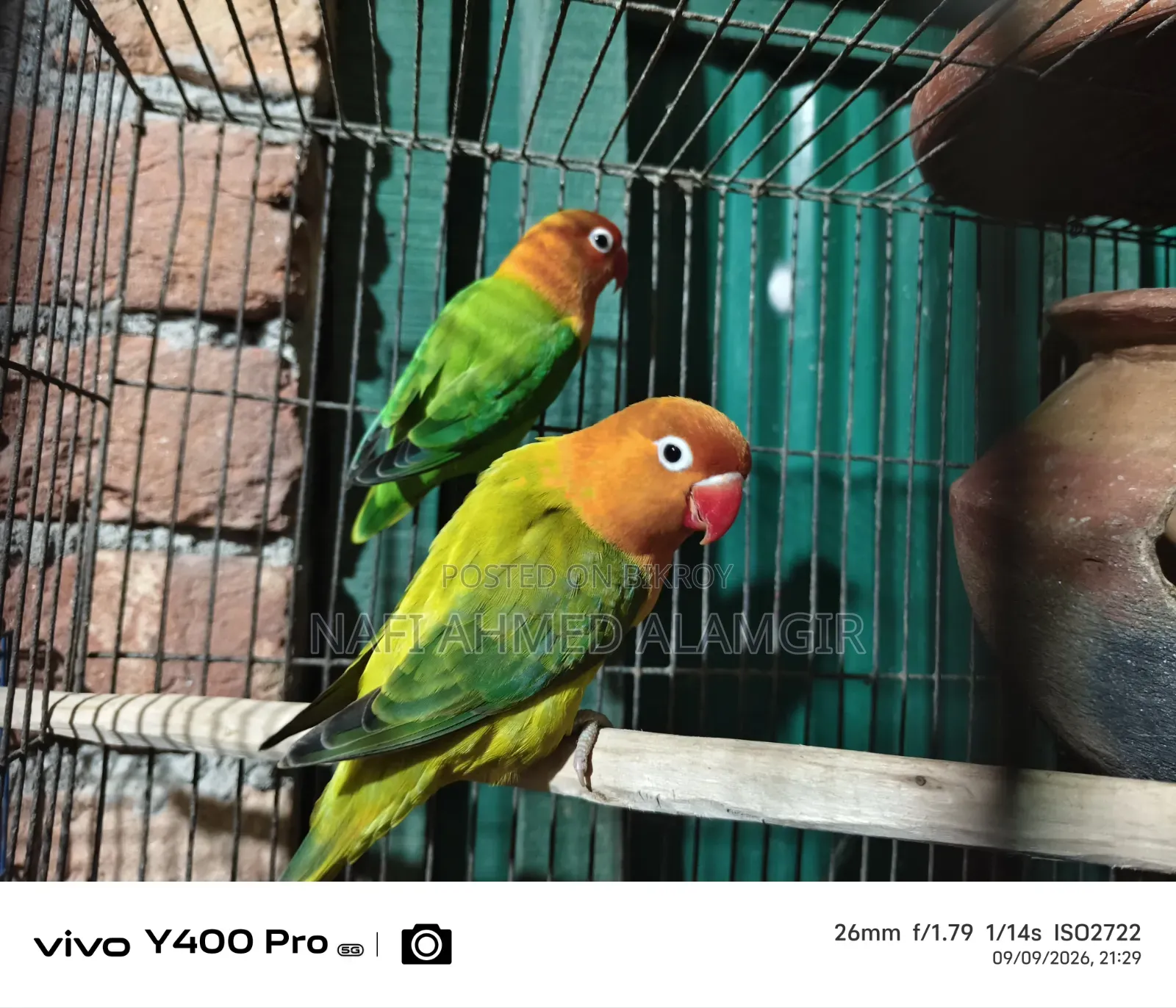 Active Lovebirds