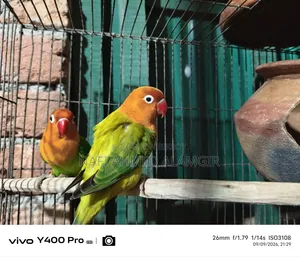 Active Lovebirds