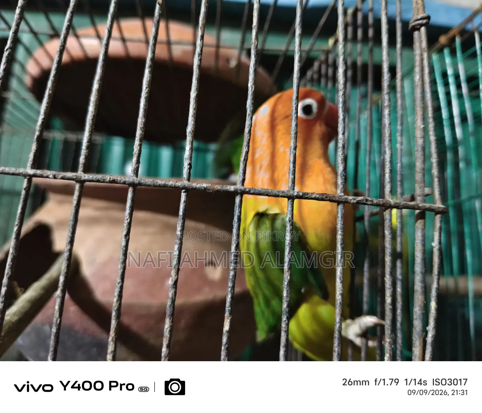 Active Lovebirds