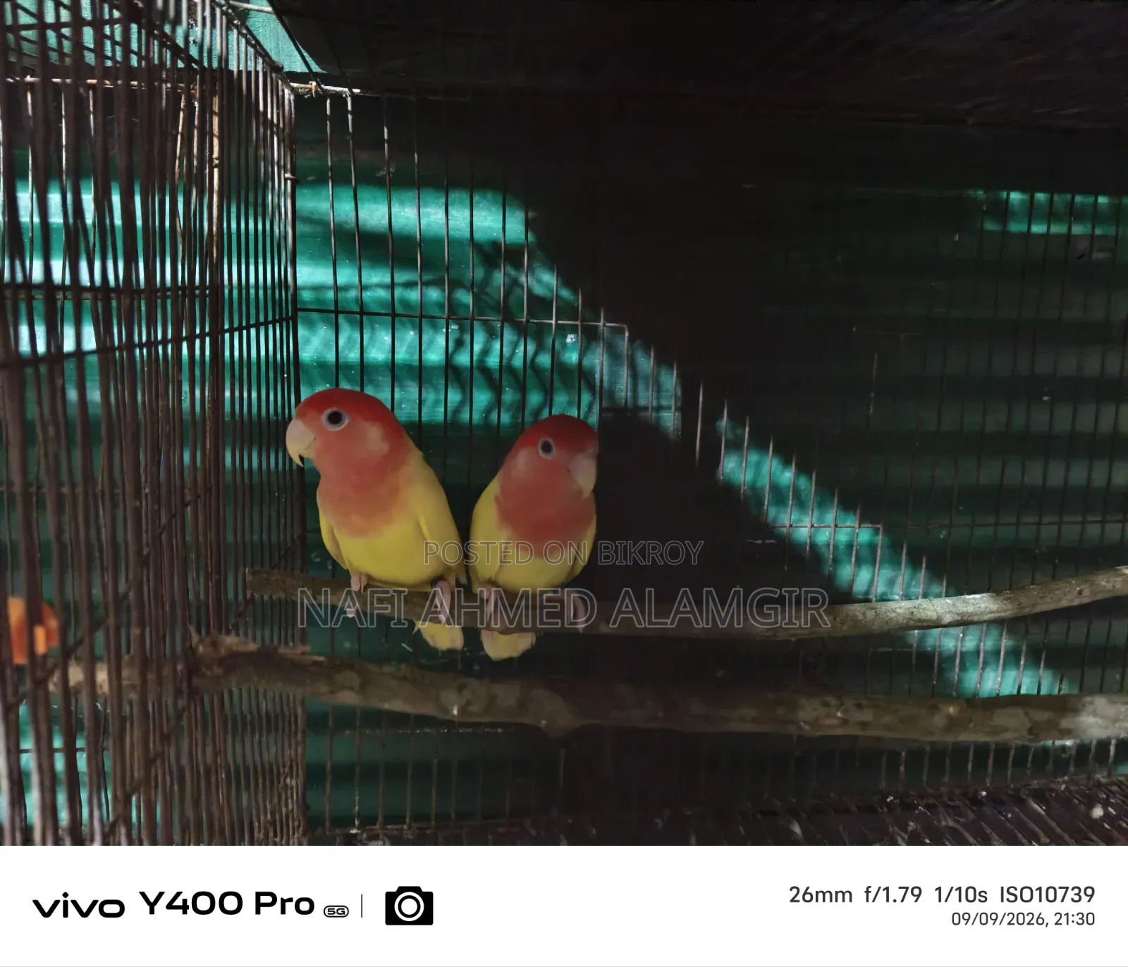 Active Lovebirds