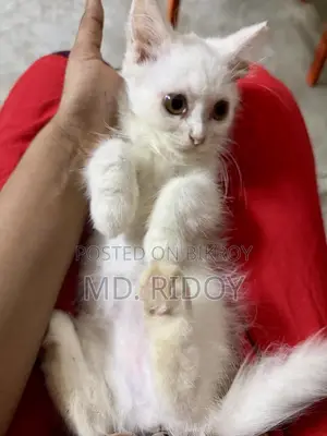 1-3 Months Female Purebred Persian Cat