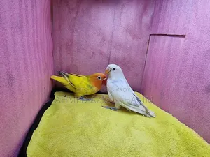 Yellow Red Green Mix Love Bird