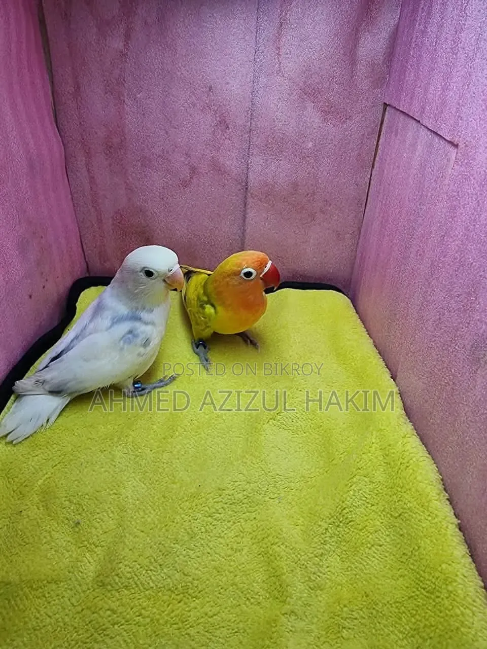 Yellow Red Green Mix Love Bird
