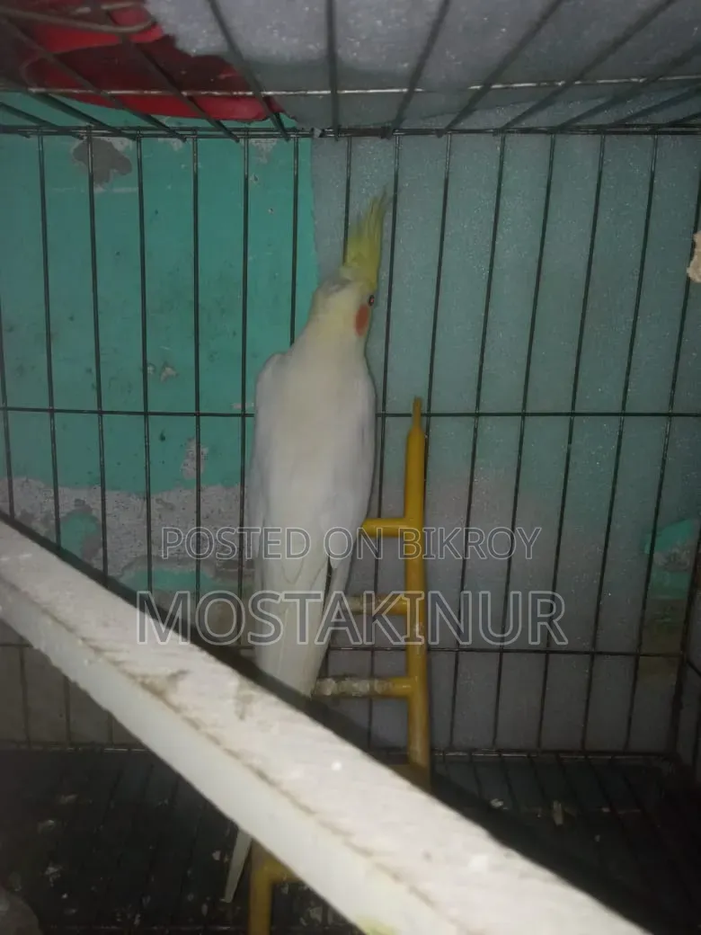 Cockatiel Birds with Eggs for Sale