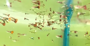Mixed Guppy for Sale
