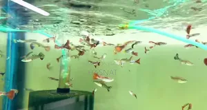 Mixed Guppy for Sale