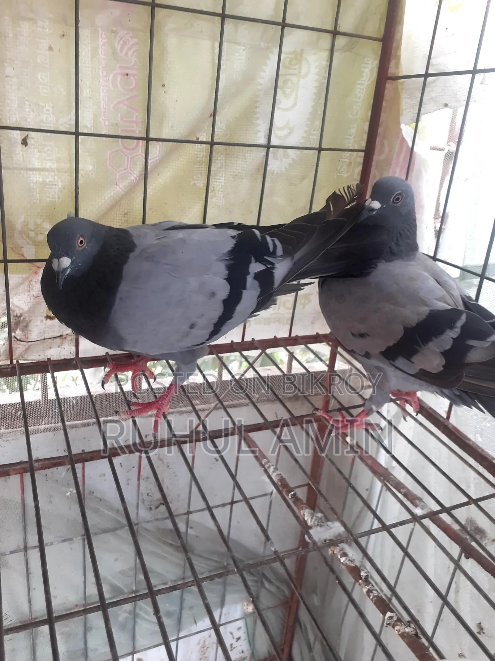 Homa Resat