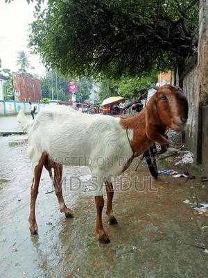 তোতাপুরি ছাগল
