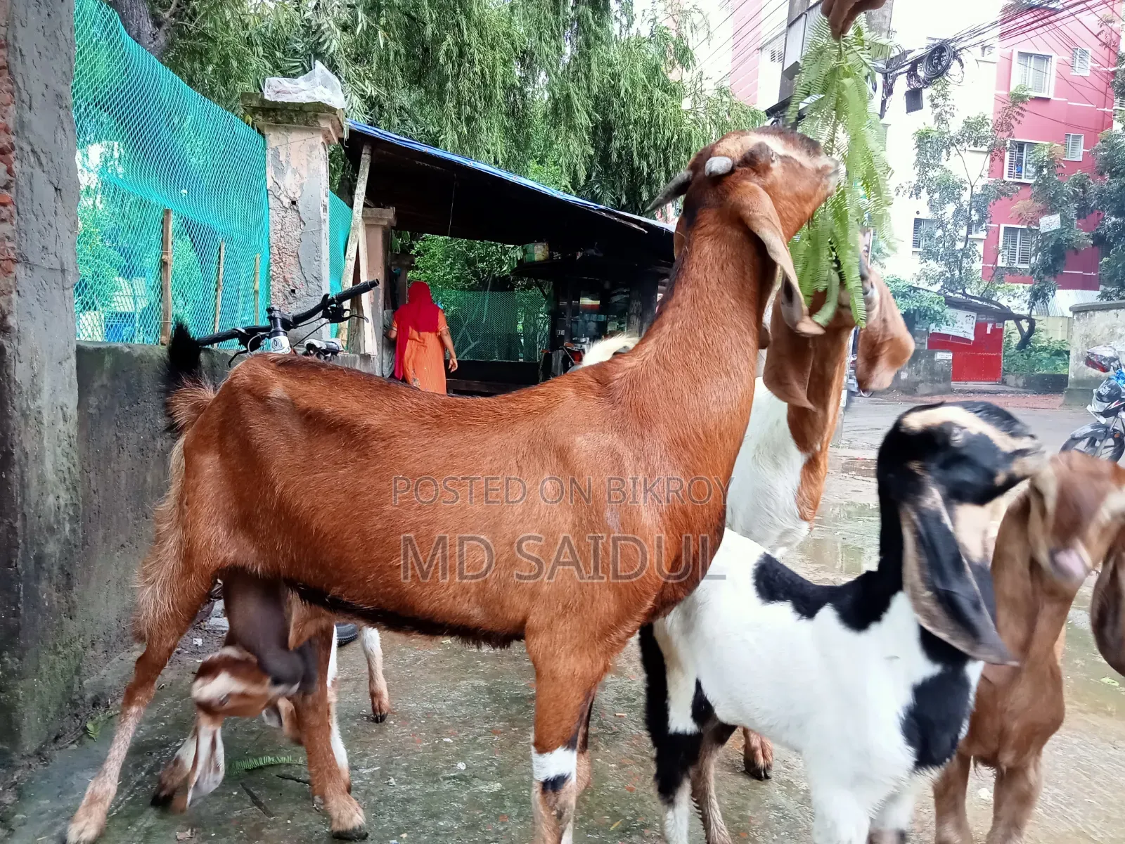 তোতাপুরি ছাগল