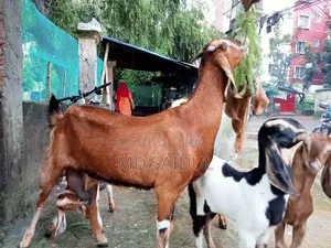 তোতাপুরি ছাগল