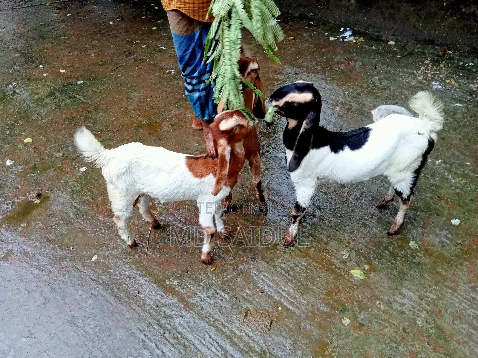 তোতাপুরি ছাগল