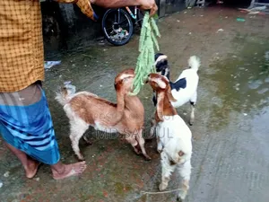 তোতাপুরি ছাগল