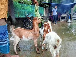 তোতাপুরি ছাগল