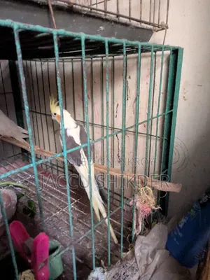 Cockatiel Male Bird