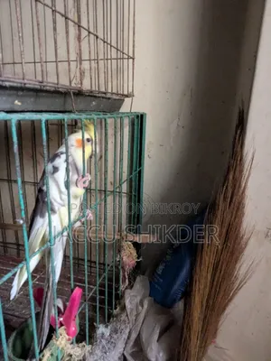 Cockatiel Male Bird