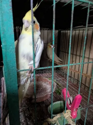 Cockatiel Male Bird