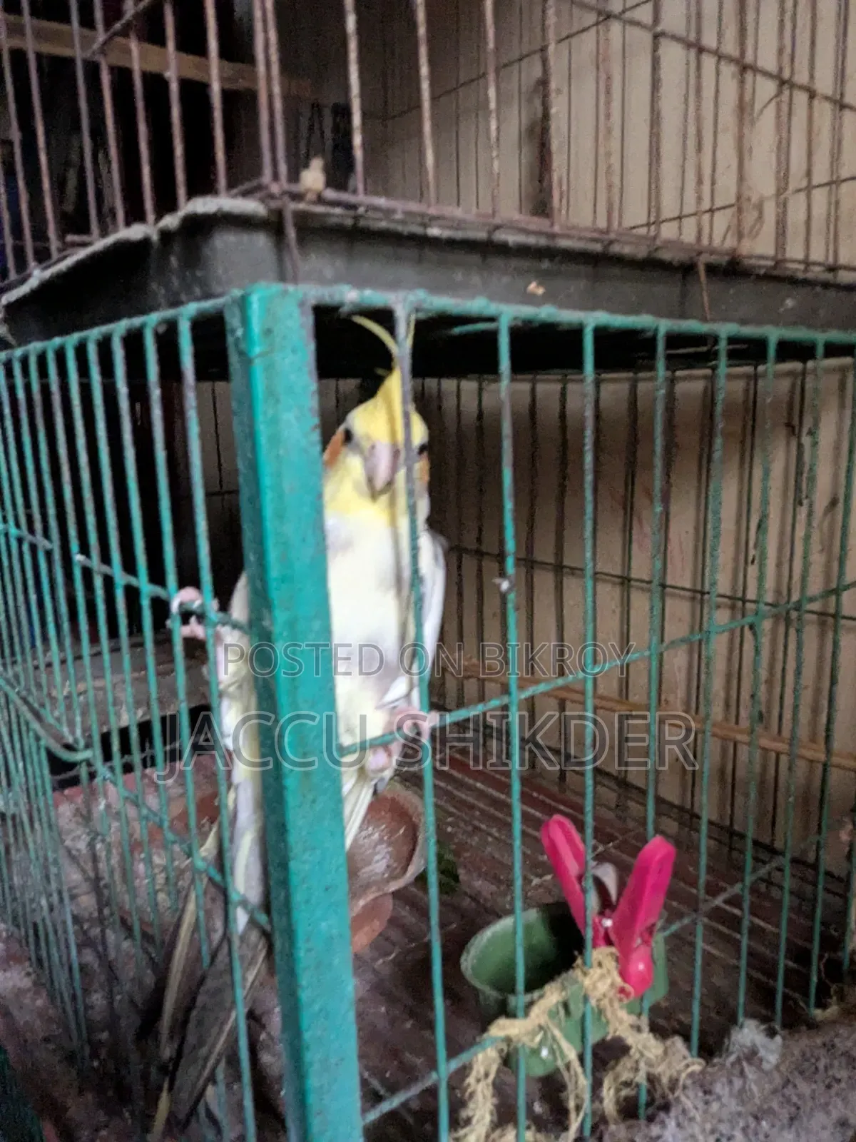 Cockatiel Male Bird