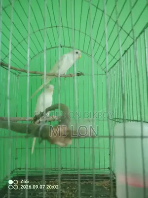 1 Pair Budgerigar Bird For Sale Albino Red Eye