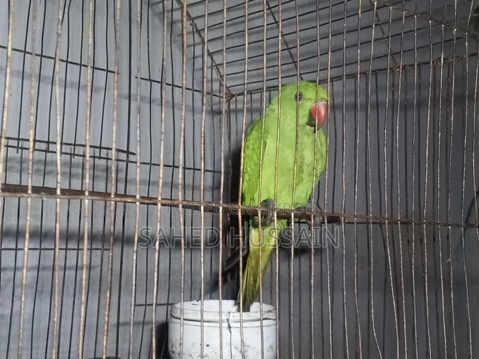 Parrot 6 months age