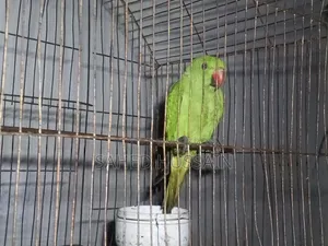 Parrot 6 months age