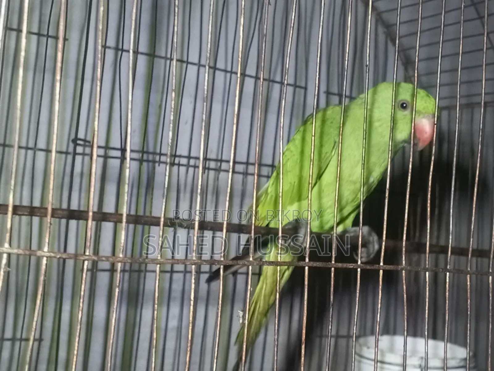 Parrot 6 months age