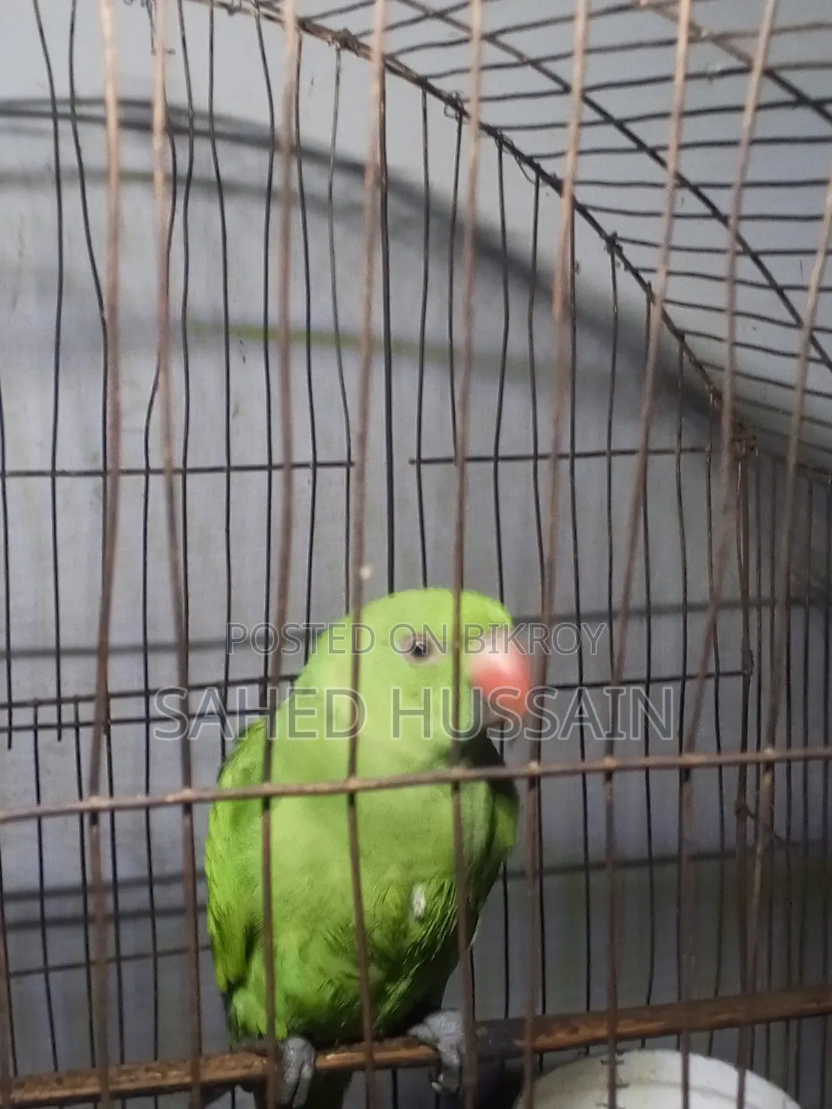 Parrot 6 months age