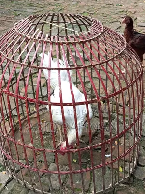 সরালী মুরগি উন্নত জাতের