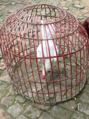 সরালী মুরগি উন্নত জাতের