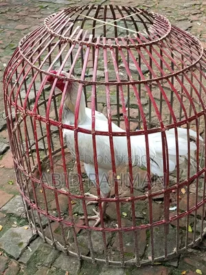 সরালী মুরগি উন্নত জাতের