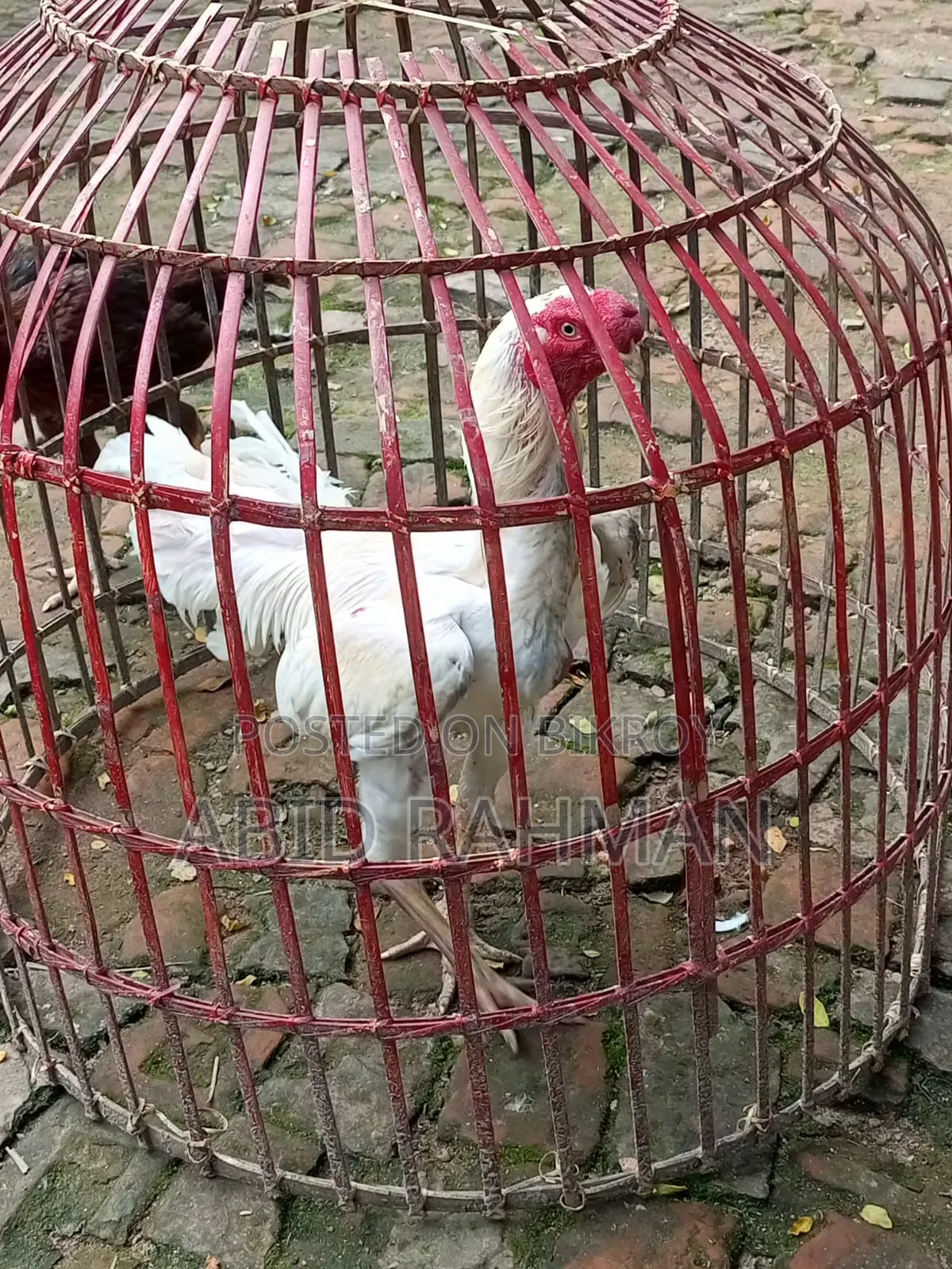সরালী মুরগি উন্নত জাতের