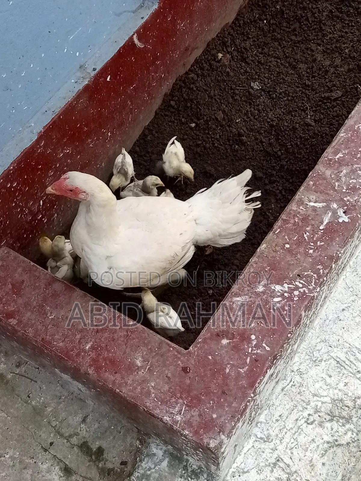 সরালী মুরগি উন্নত জাতের