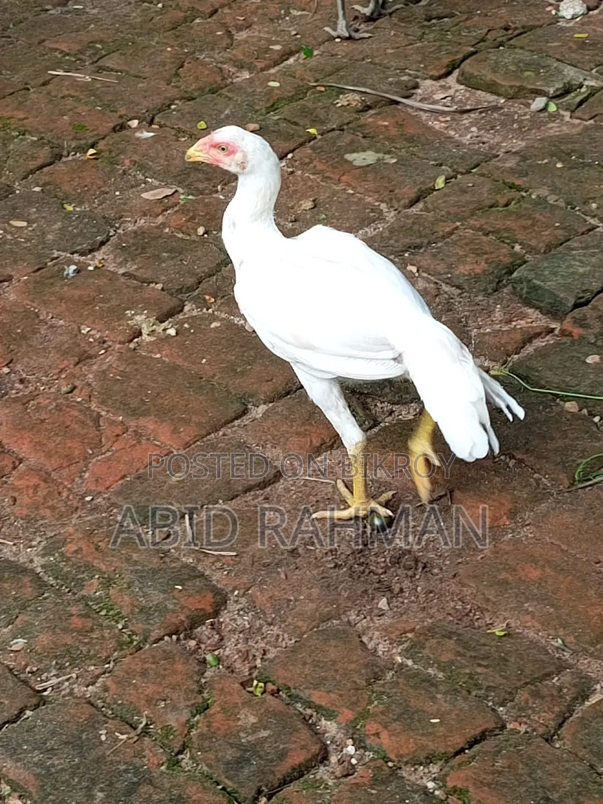 সরালী মুরগি উন্নত জাতের