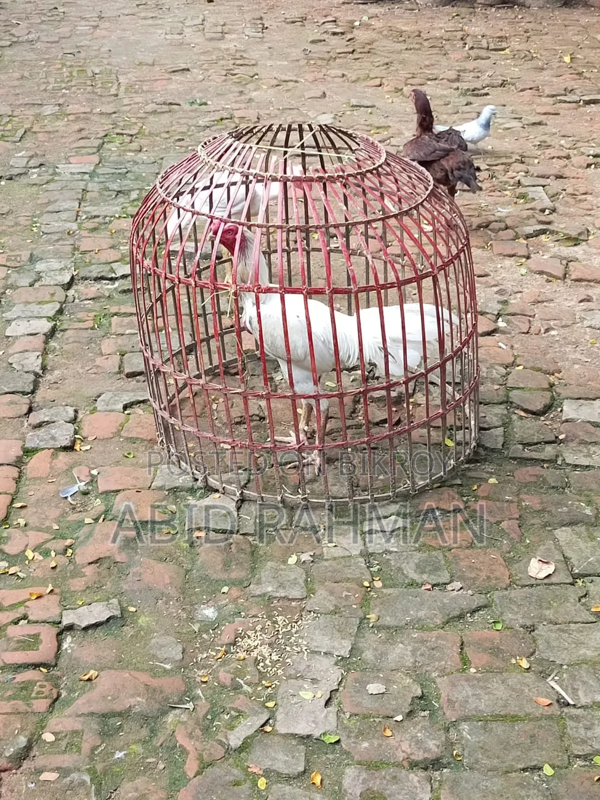 সরালী মুরগি উন্নত জাতের