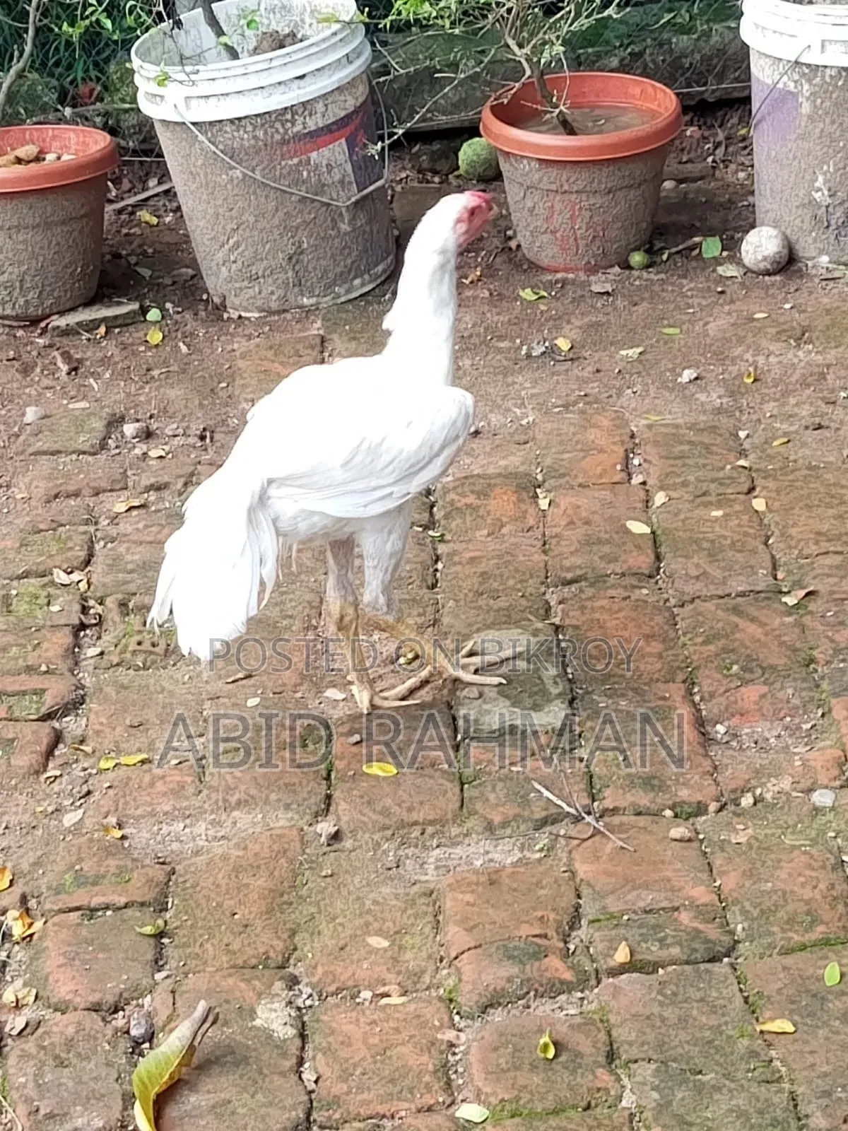 সরালী মুরগি উন্নত জাতের