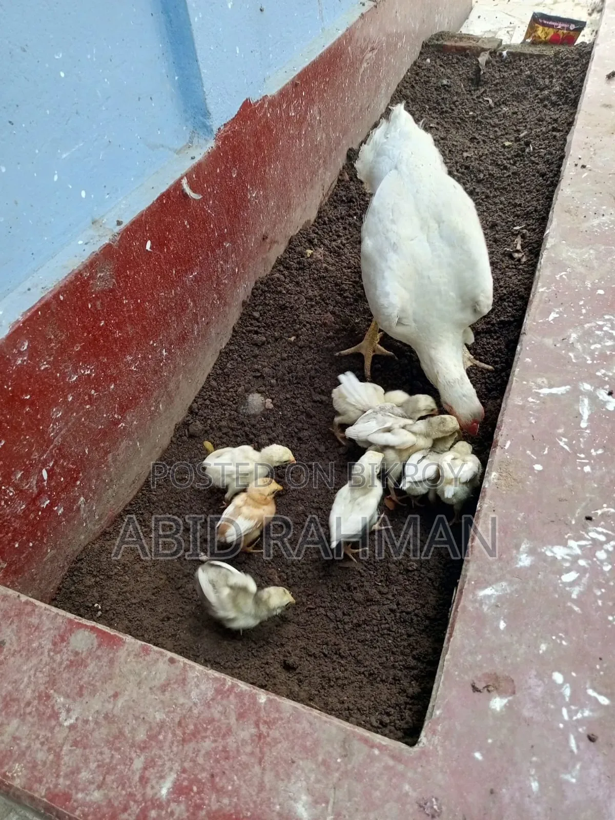 সরালী মুরগি উন্নত জাতের