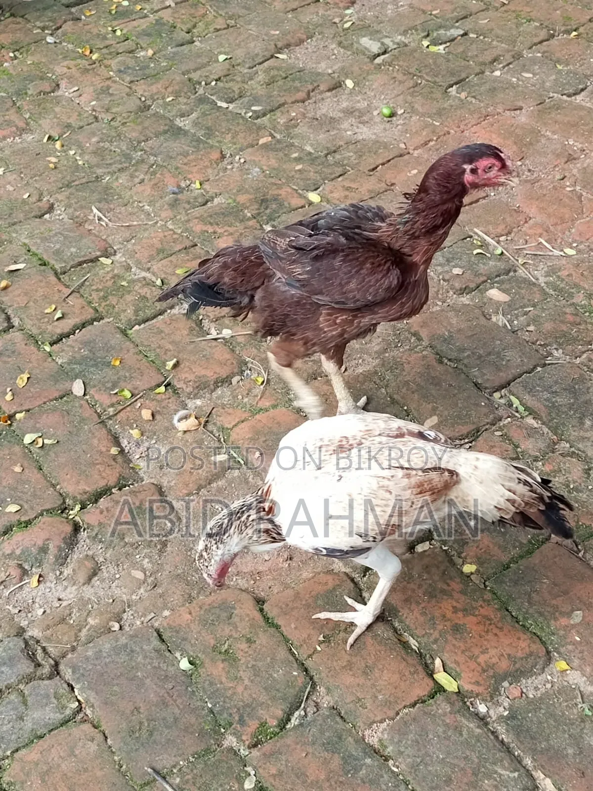 সরালী মুরগি উন্নত জাতের