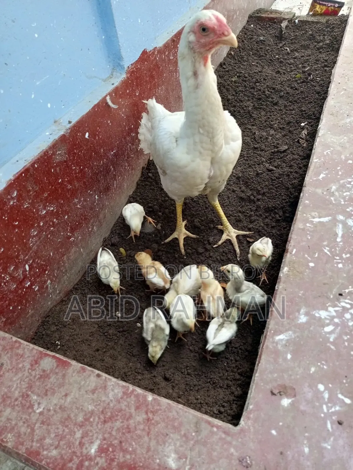 সরালী মুরগি উন্নত জাতের