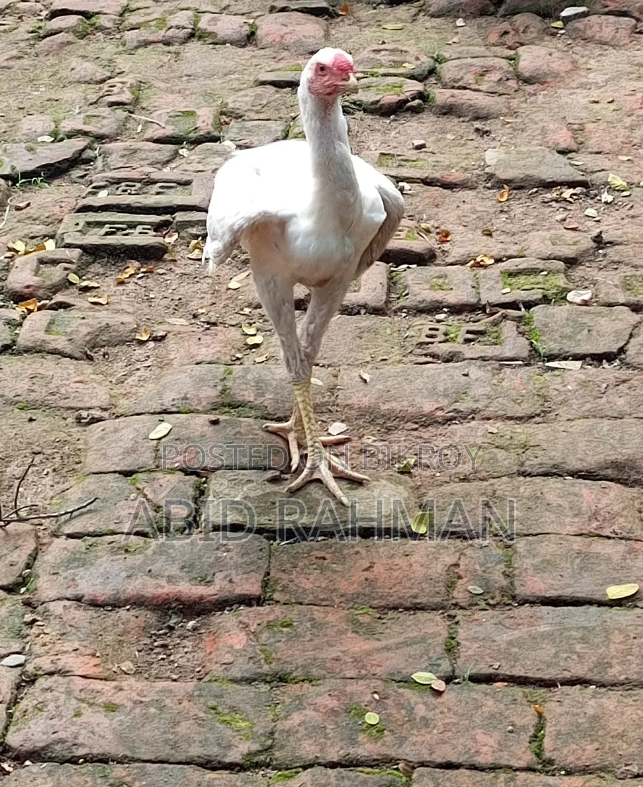 সরালী মুরগি উন্নত জাতের