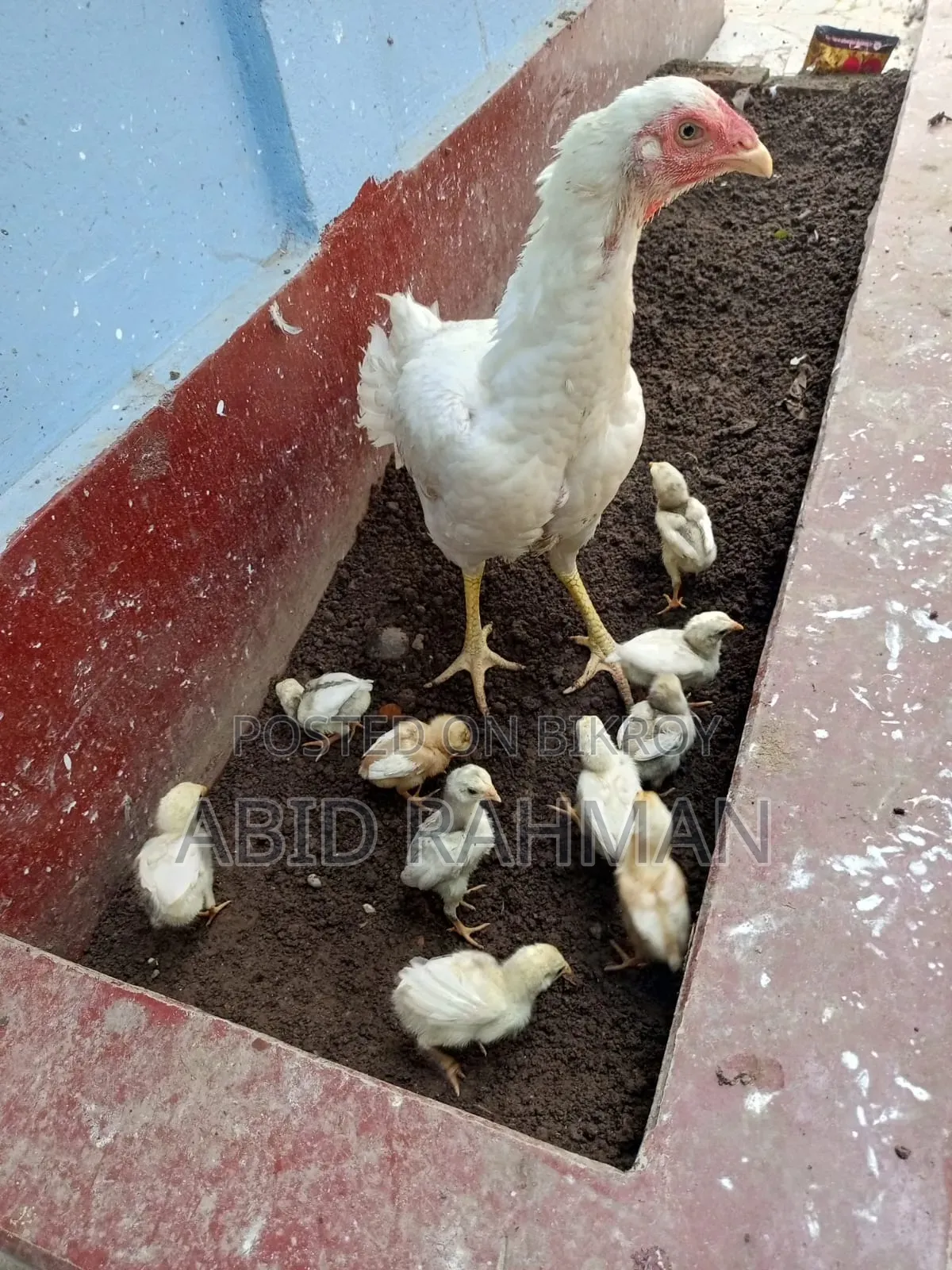 সরালী মুরগি উন্নত জাতের
