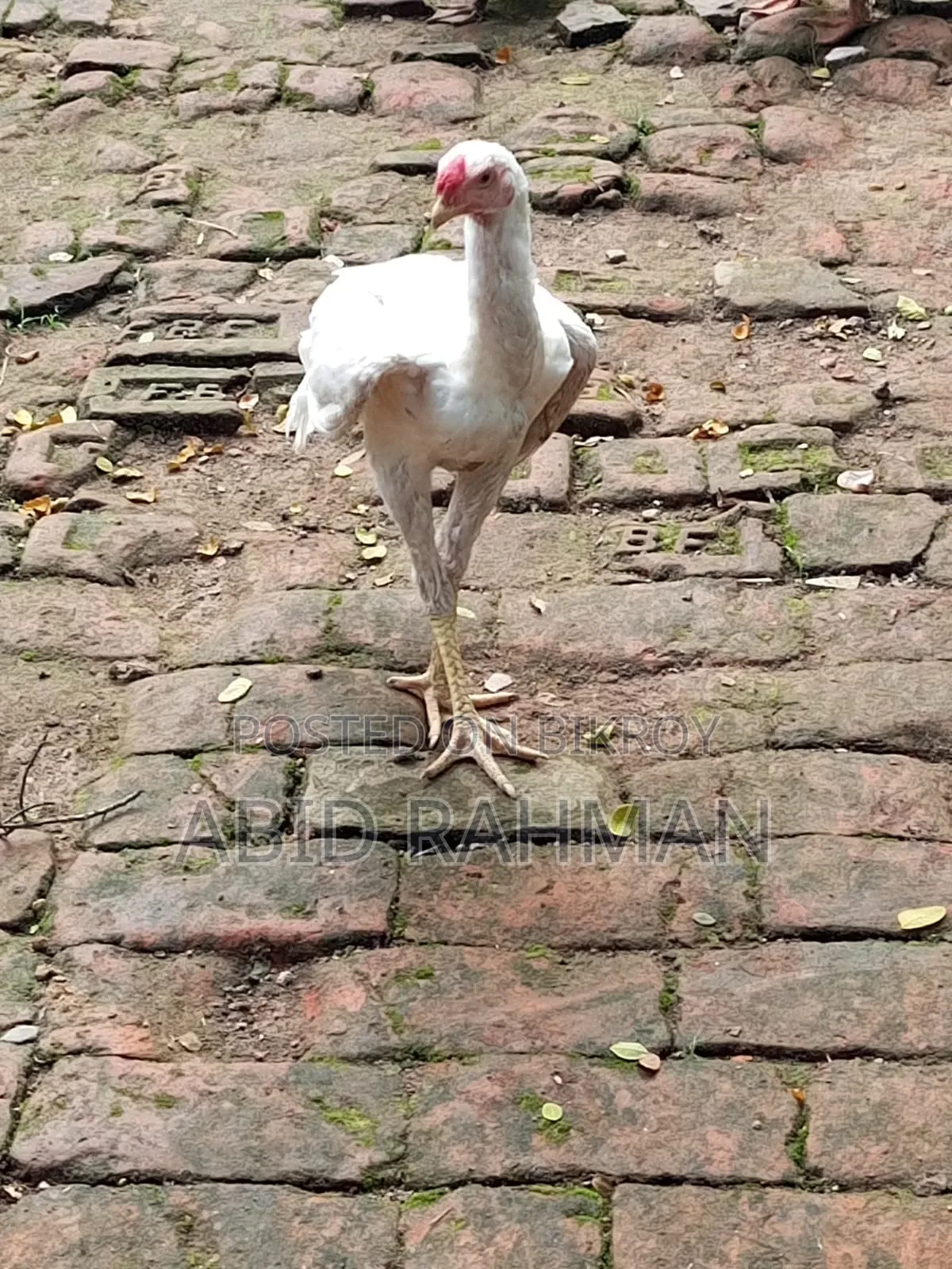 সরালী মুরগি উন্নত জাতের