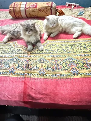 6-12 Months Male Purebred Persian