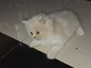 1-3 Months Male Purebred Persian