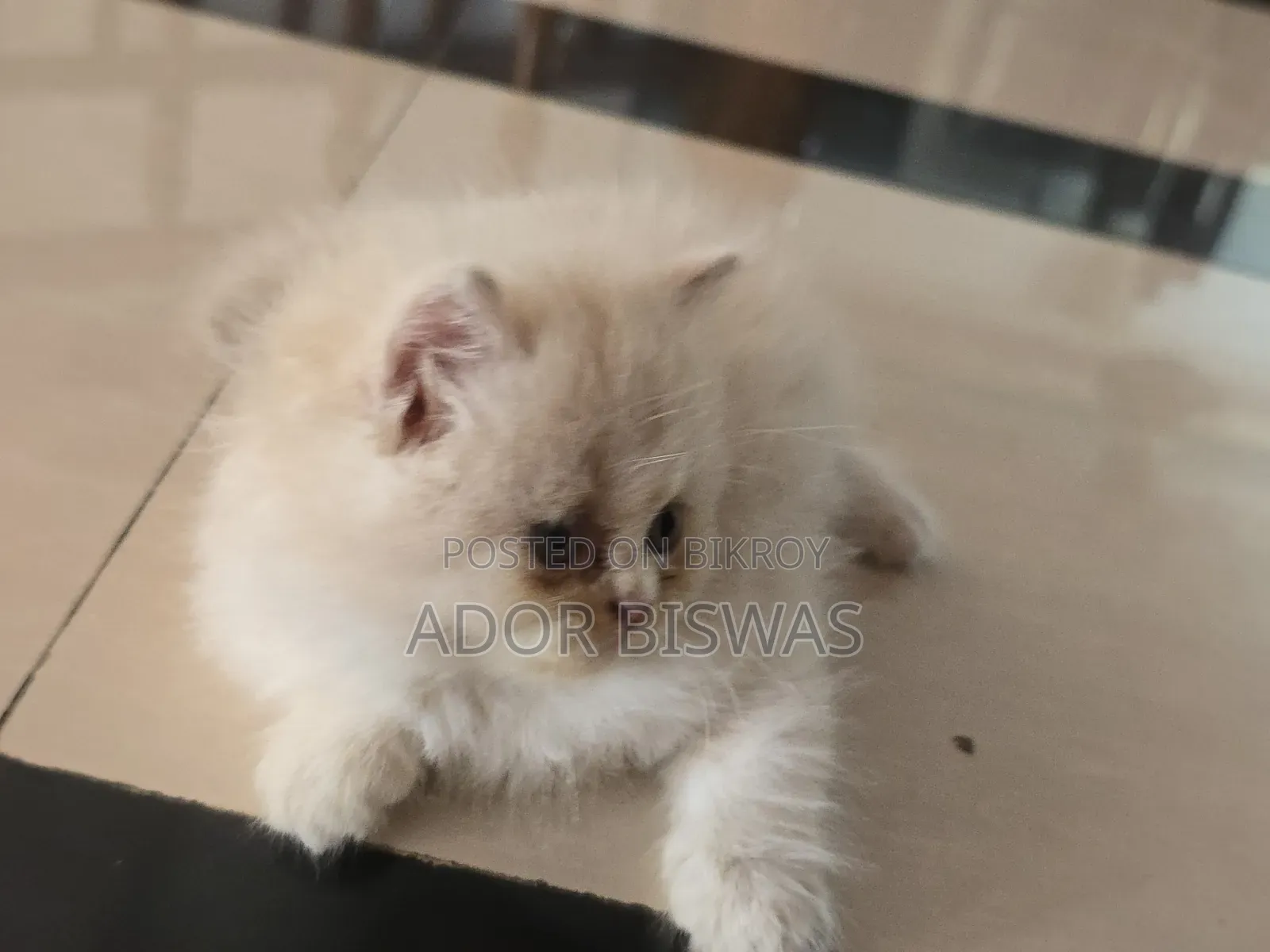1-3 Months Male Purebred Persian