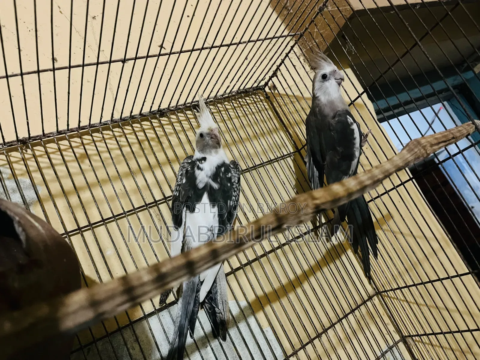 Cockatiel Bird