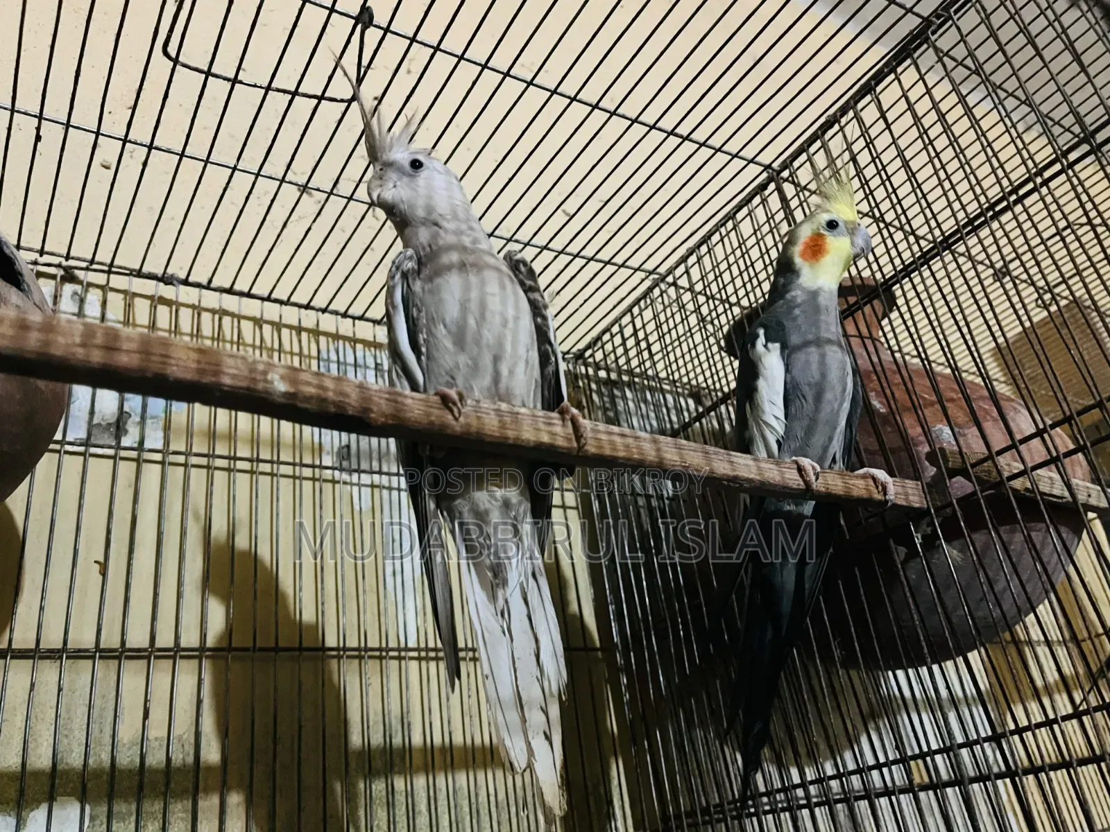 Cockatiel Bird