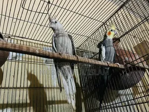 Cockatiel Bird