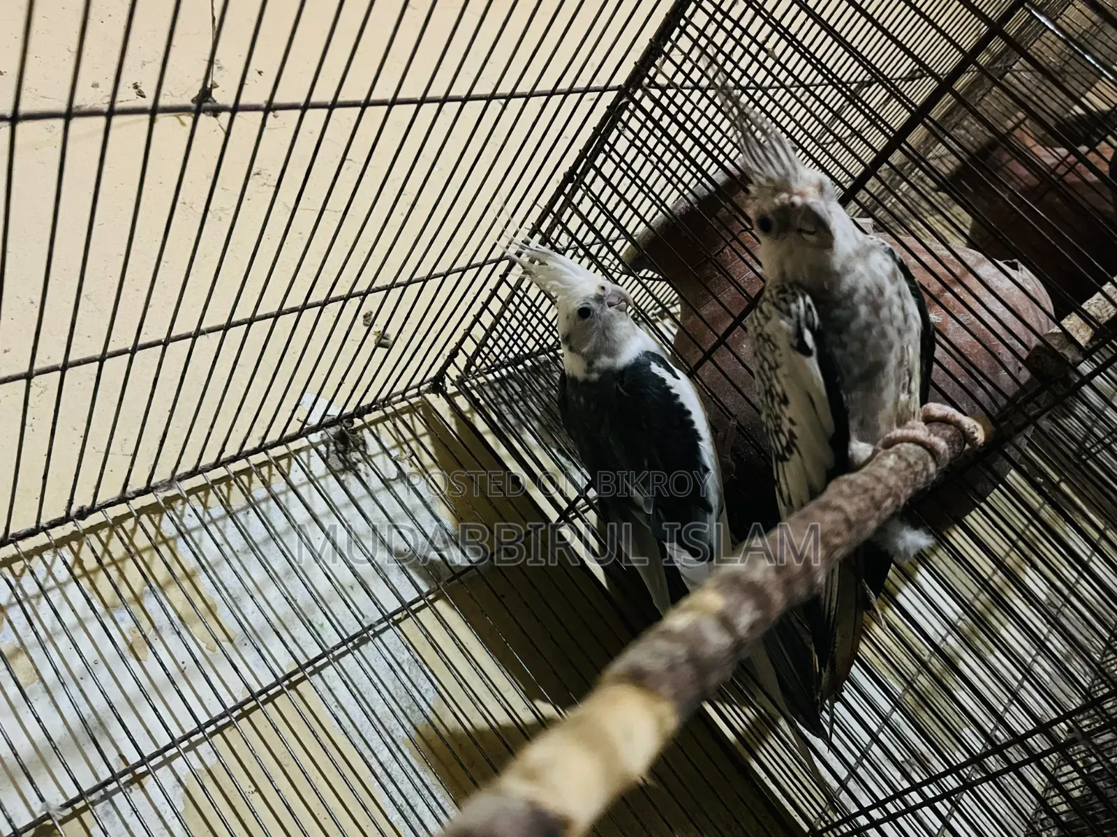 Cockatiel Bird