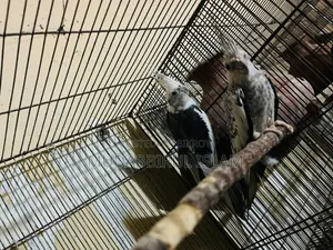 Cockatiel Bird